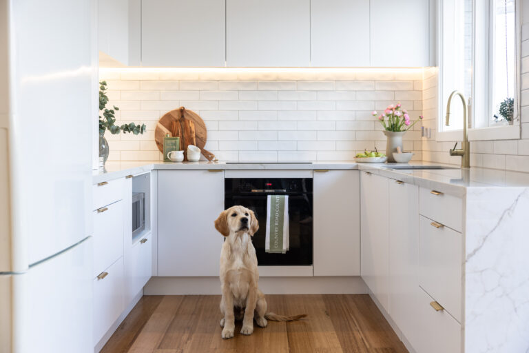 U shaped white kitchen with brass handles and tapware with a six month old labrador sitting in the middle of the kitchen