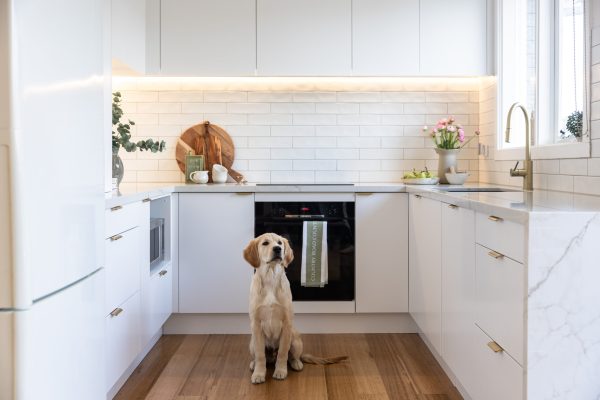 U shaped white kitchen with brass handles and tapware with a six month old labrador sitting in the middle of the kitchen