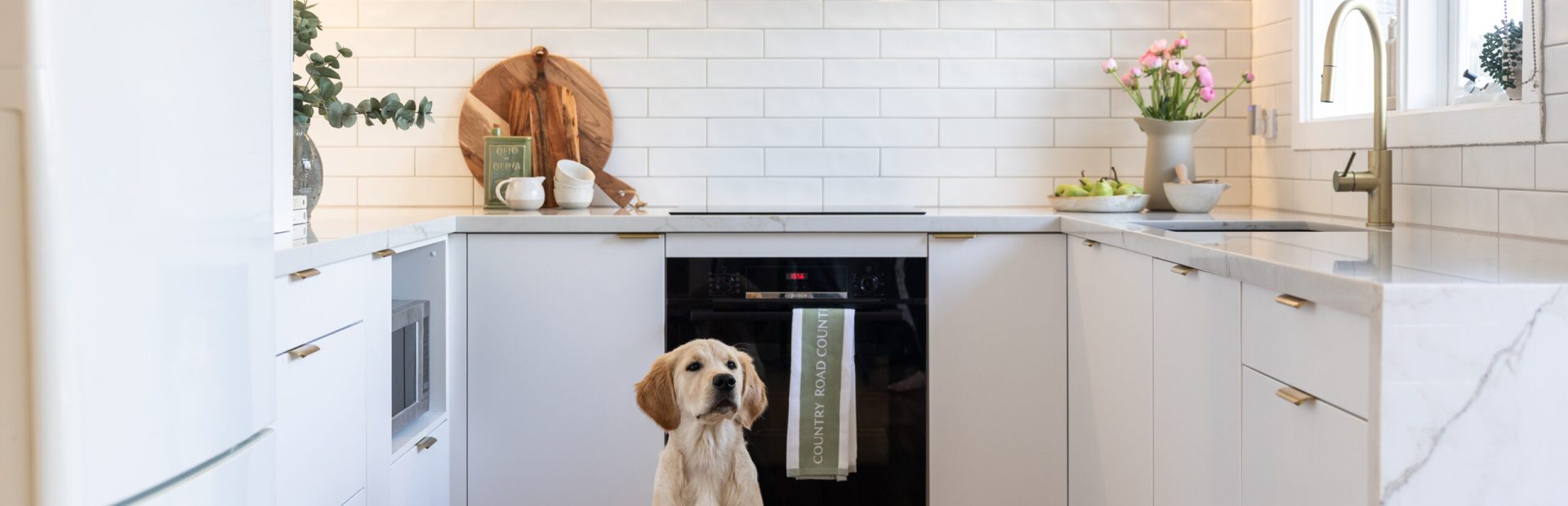U shaped white kitchen with brass handles and tapware with a six month old labrador sitting in the middle of the kitchen