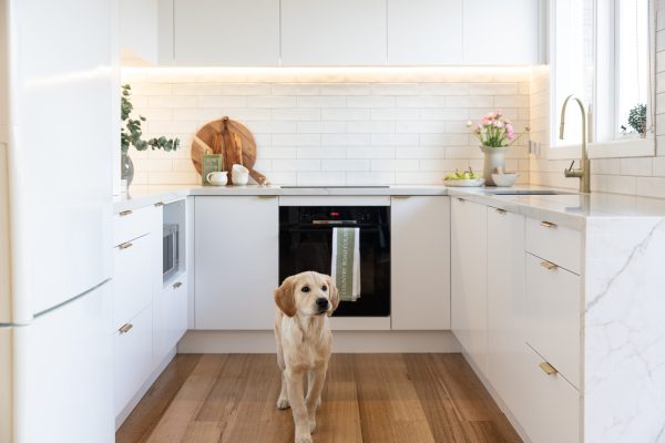 Labrador dog standing in a white u shaped kitchen with black oven and wooden chopping board and styling items including greenery