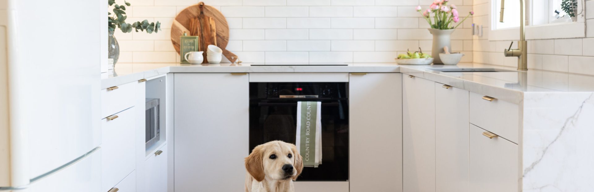 Labrador dog standing in a white u shaped kitchen with black oven and wooden chopping board and styling items including greenery